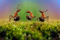 Three ant. Conflict, ants fight. Conceptually - dialogue, conversation, meeting, showdown, difficult negotiations. Beautiful rainbow background. Ants large, raised abdomens